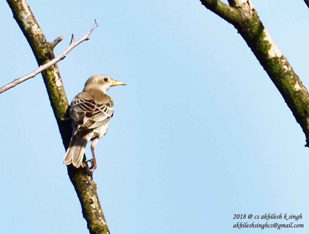 Rosy Starling - ML181546911