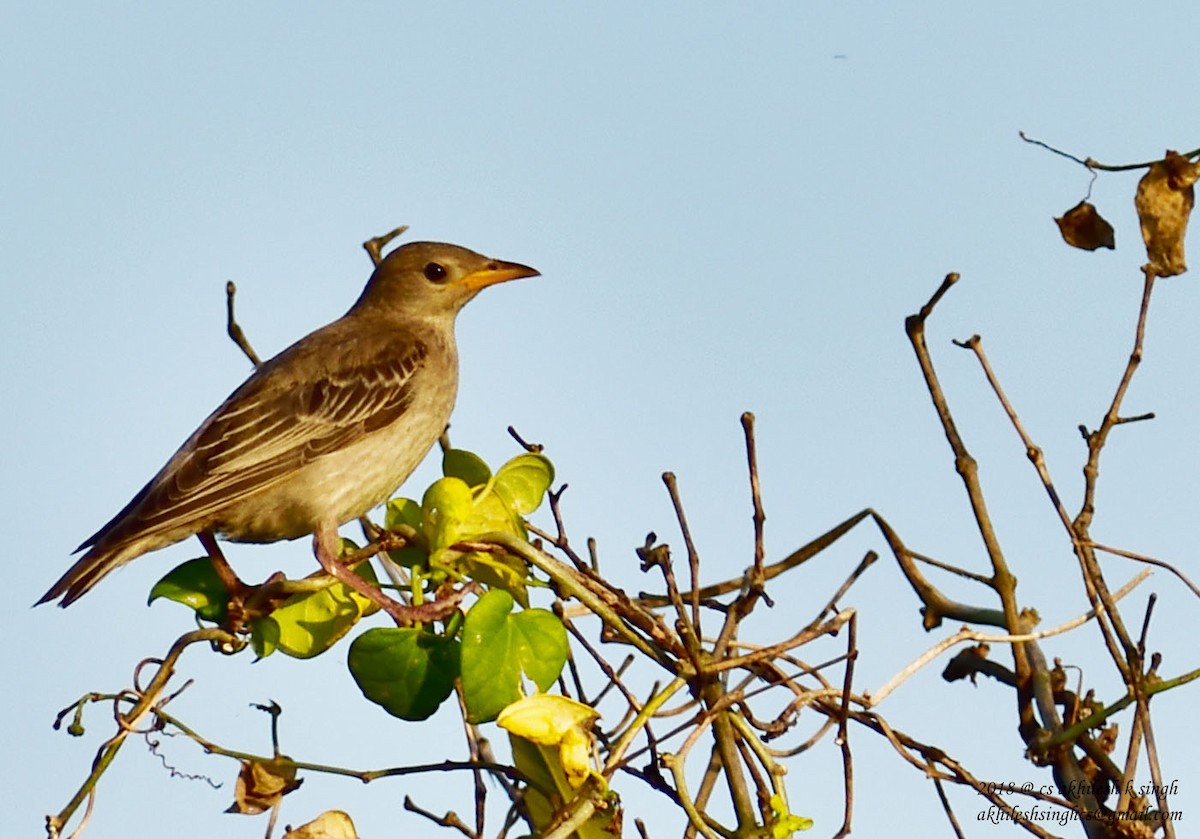 Rosy Starling - ML181546921