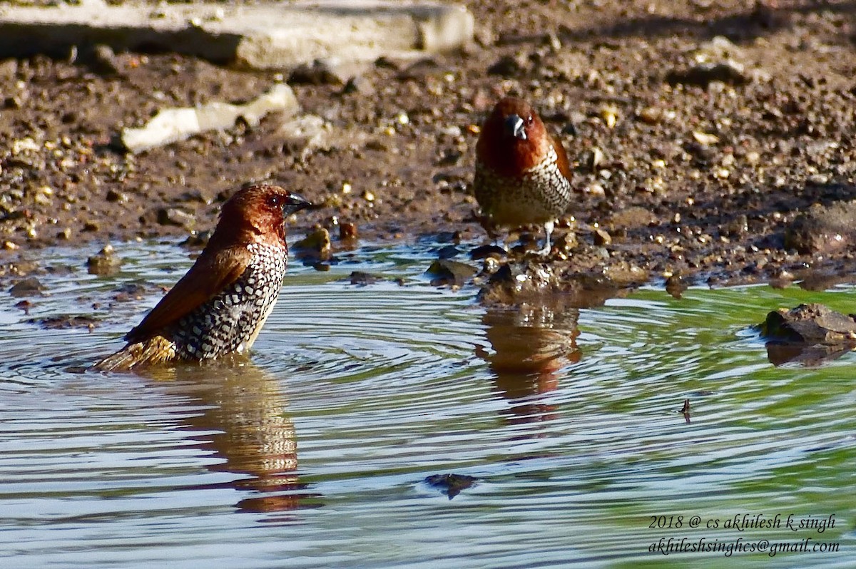 Scaly-breasted Munia - ML181547451