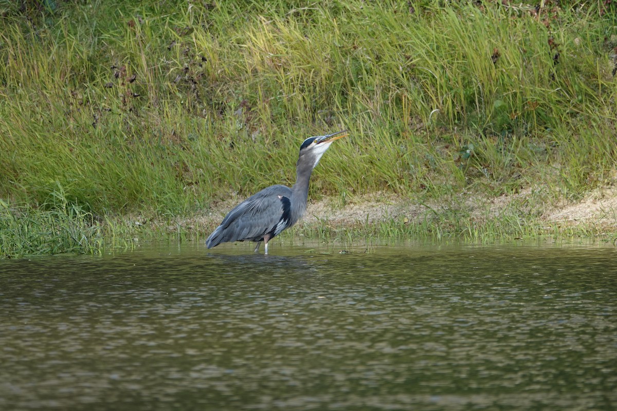 Great Blue Heron - Aleks & Danielle Weir