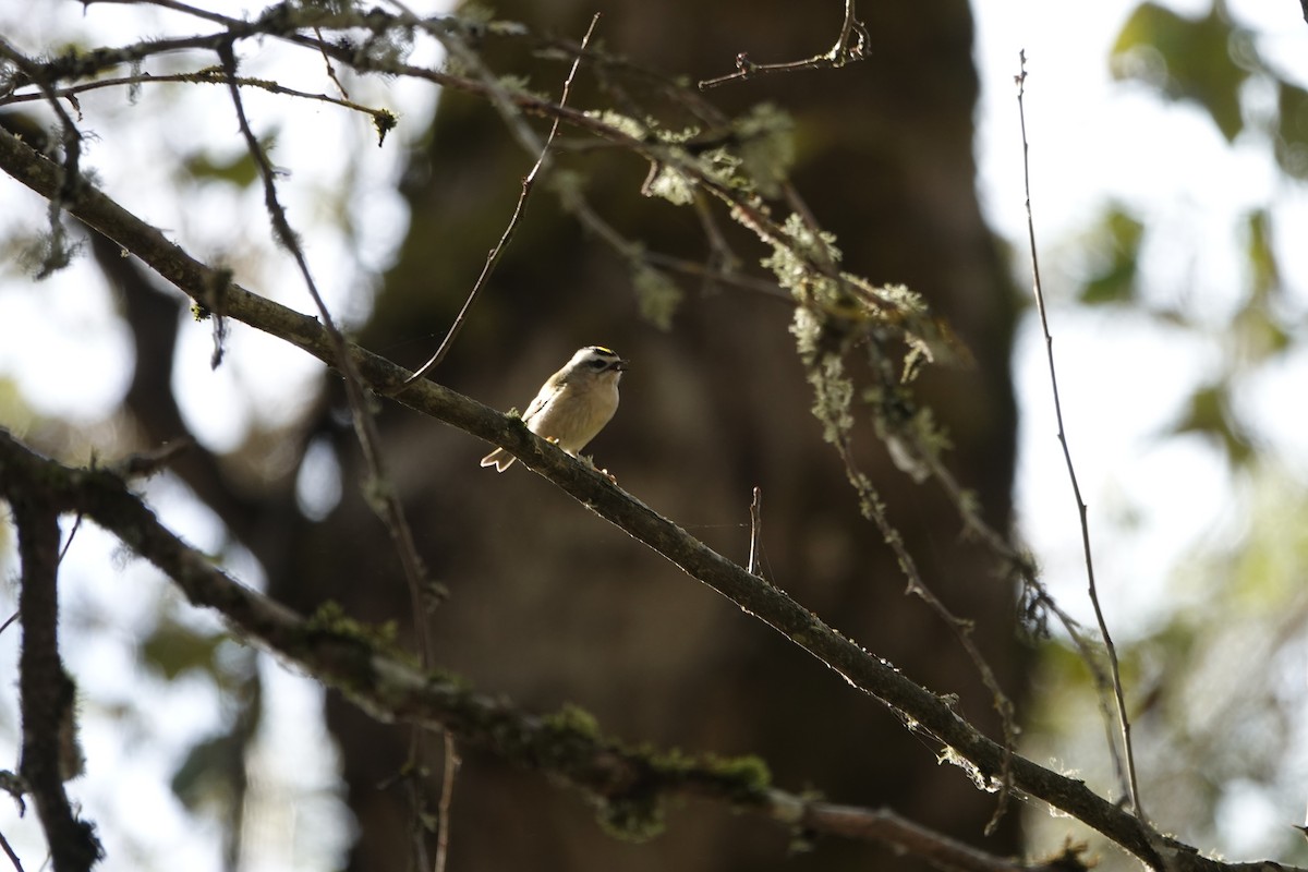 Golden-crowned Kinglet - Aleks & Danielle Weir