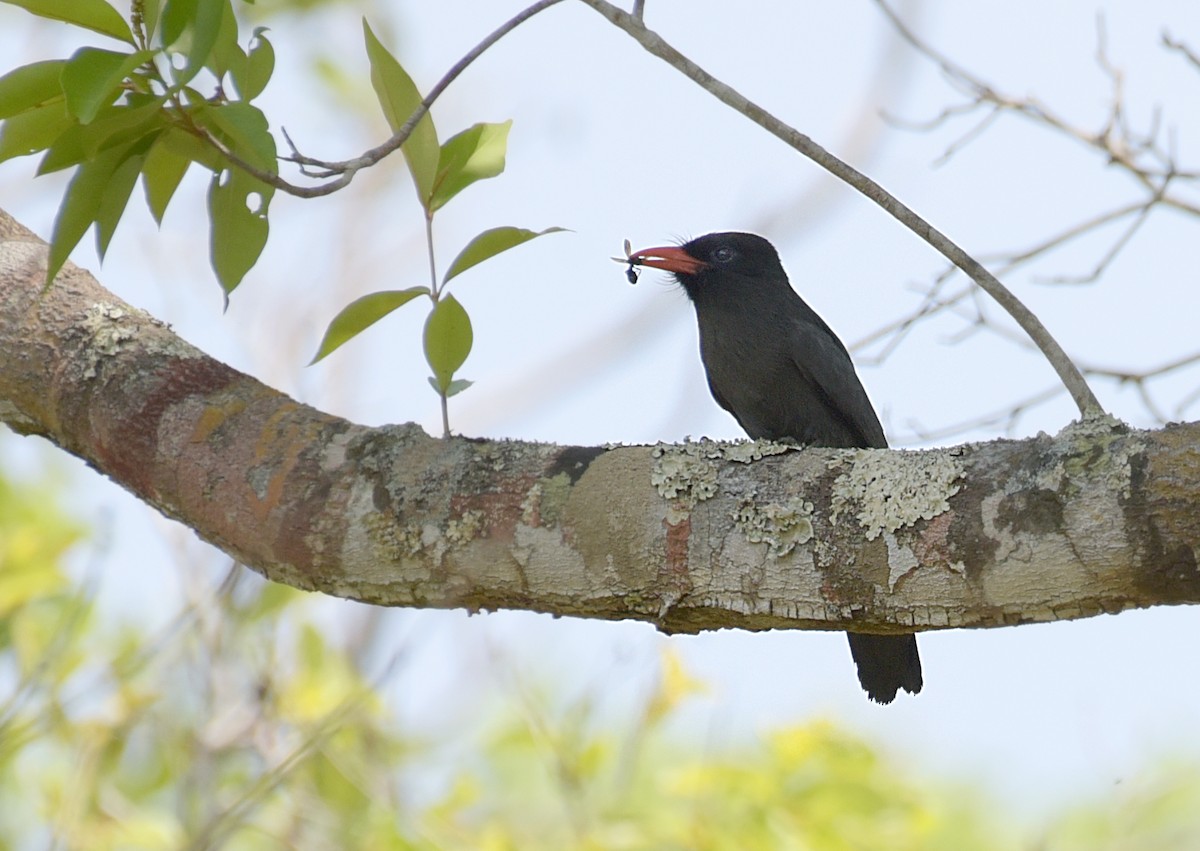 Black-fronted Nunbird - ML181548311