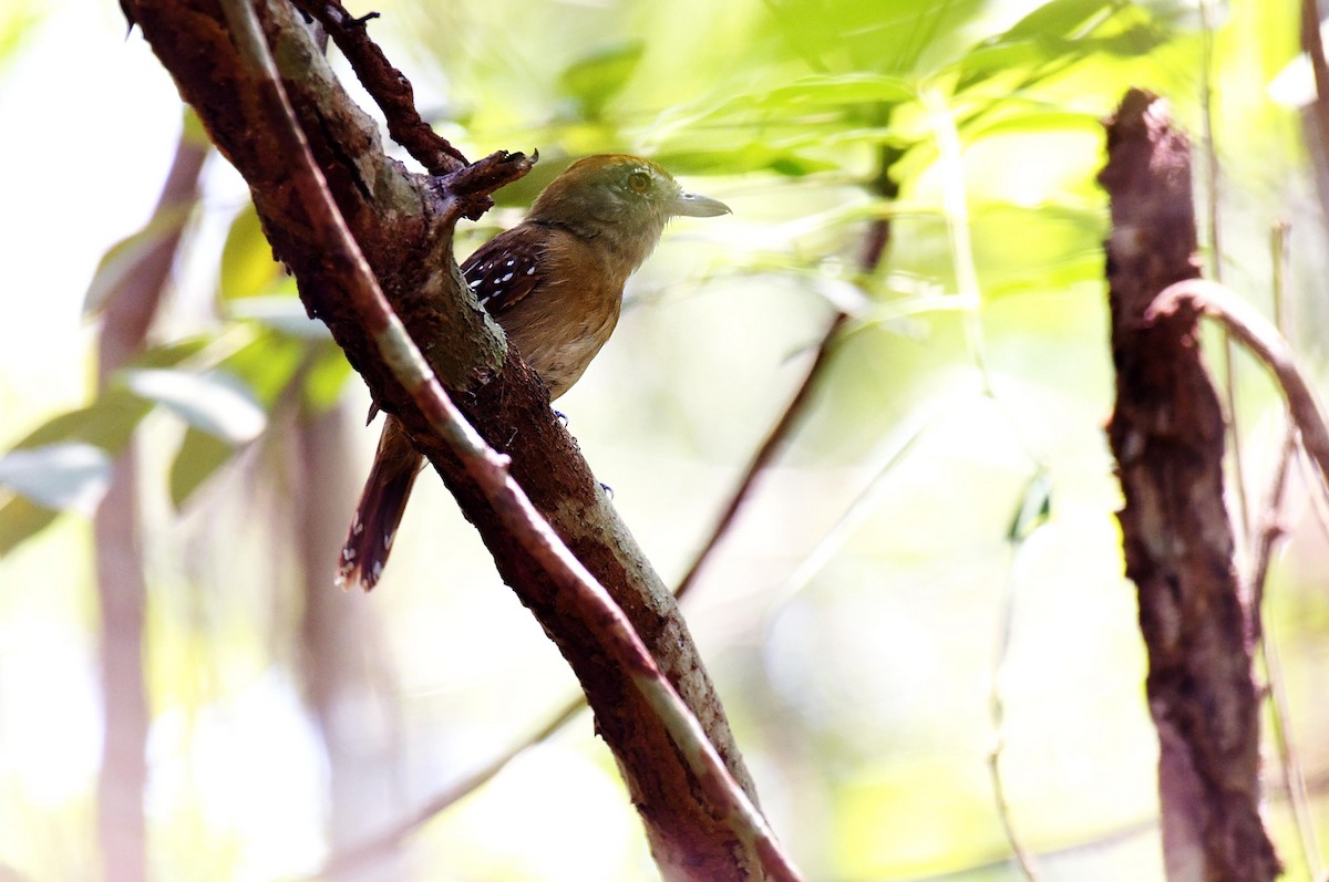 Natterer's Slaty-Antshrike - ML181548321