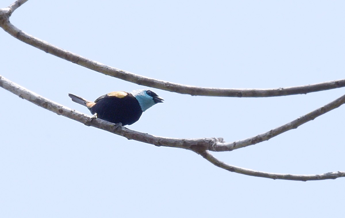 Blue-necked Tanager - ML181548381