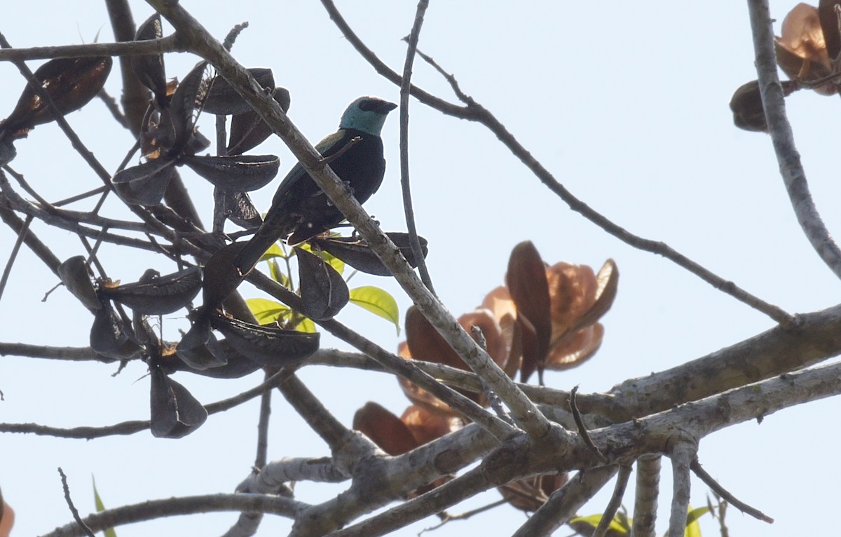 Blue-necked Tanager - ML181548391