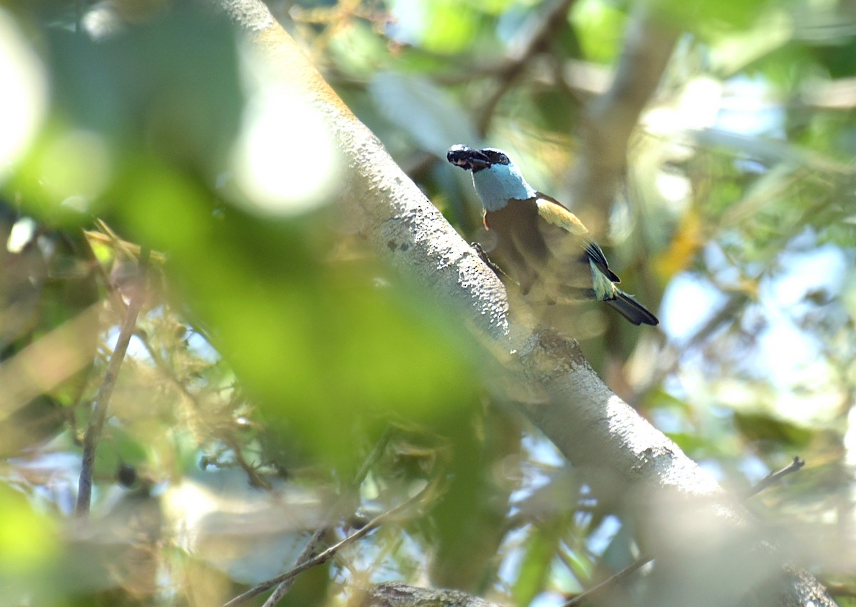 Blue-necked Tanager - ML181548401