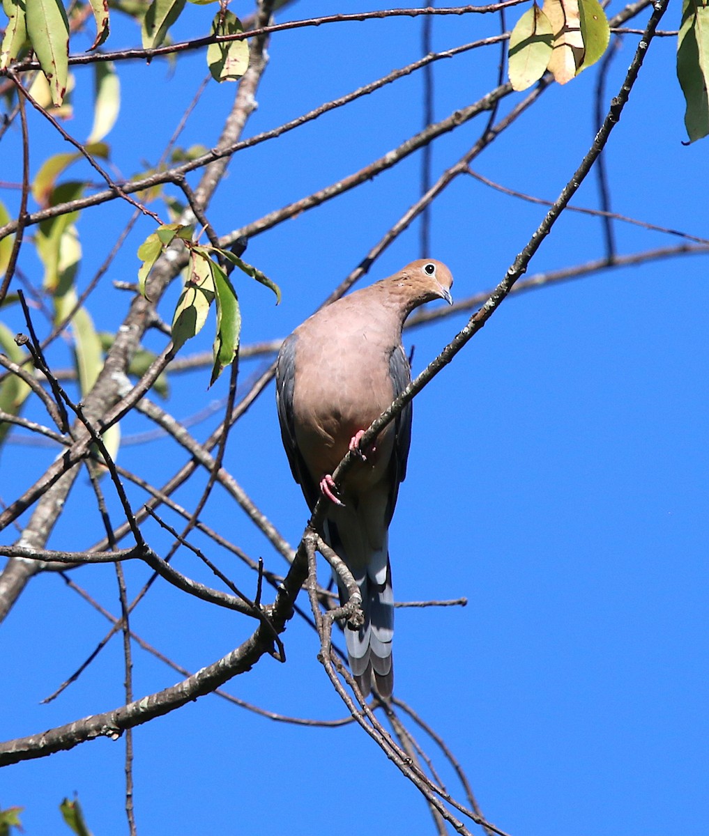 Mourning Dove - ML181548411