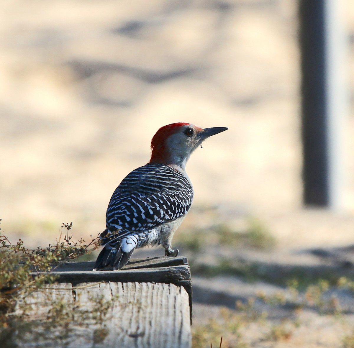 Red-bellied Woodpecker - ML181548491