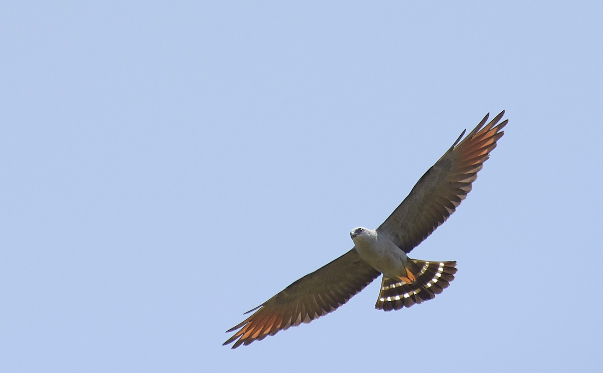 Plumbeous Kite - ML181548571