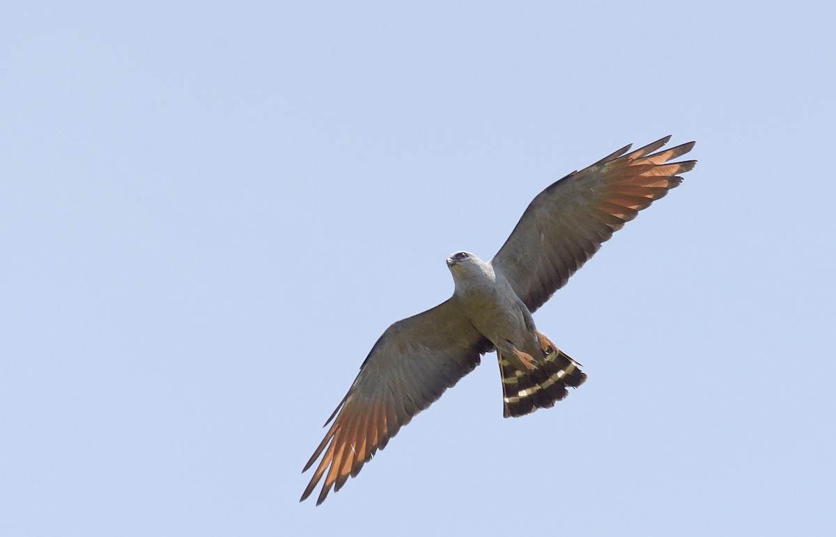 Plumbeous Kite - ML181548591