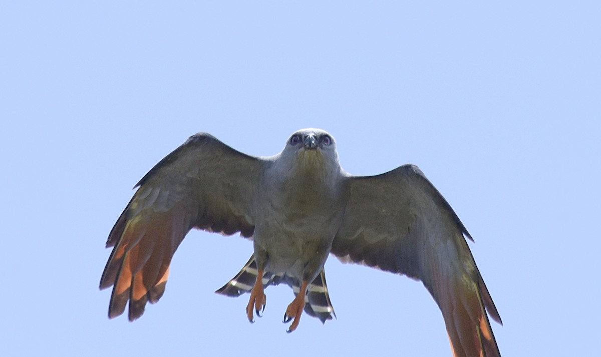 Plumbeous Kite - ML181548601