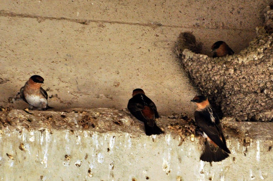 Cave Swallow - ML181548711