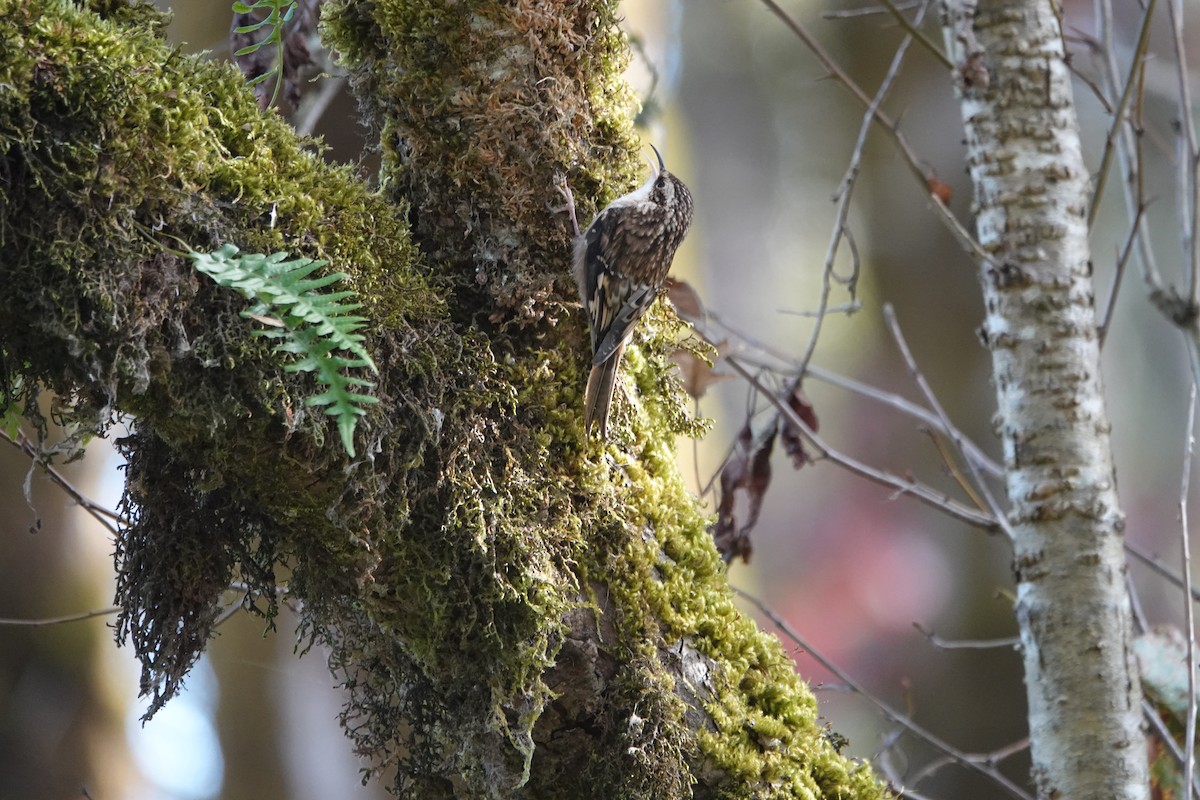 Brown Creeper - Aleks & Danielle Weir