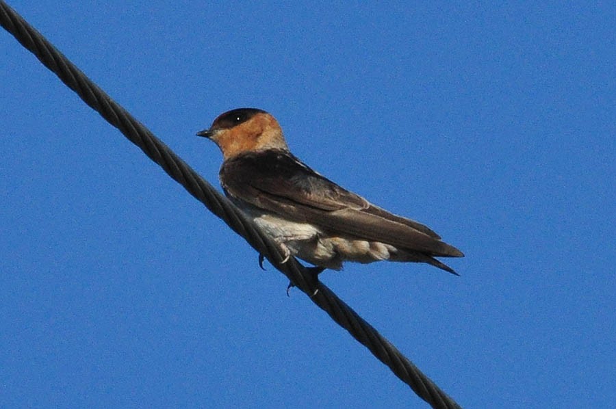 Cave Swallow - ML181548901