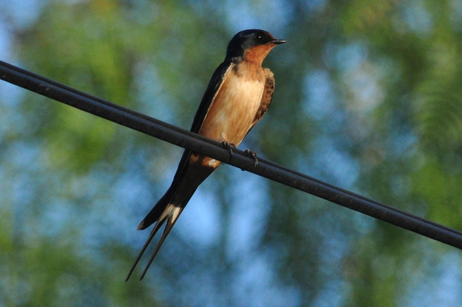 Barn Swallow - ML181549081