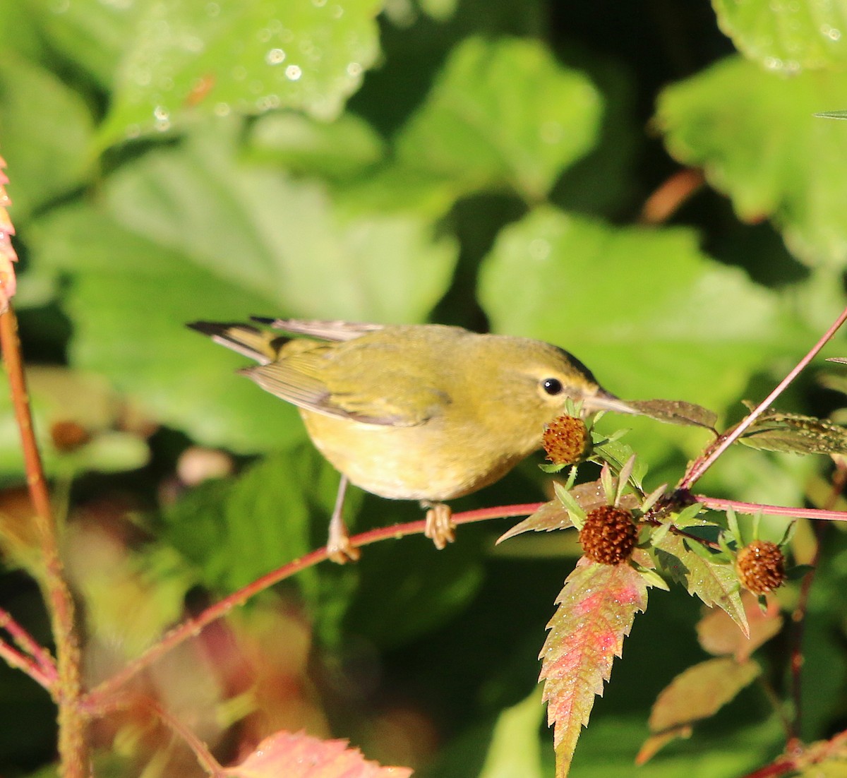 Tennessee Warbler - ML181549321