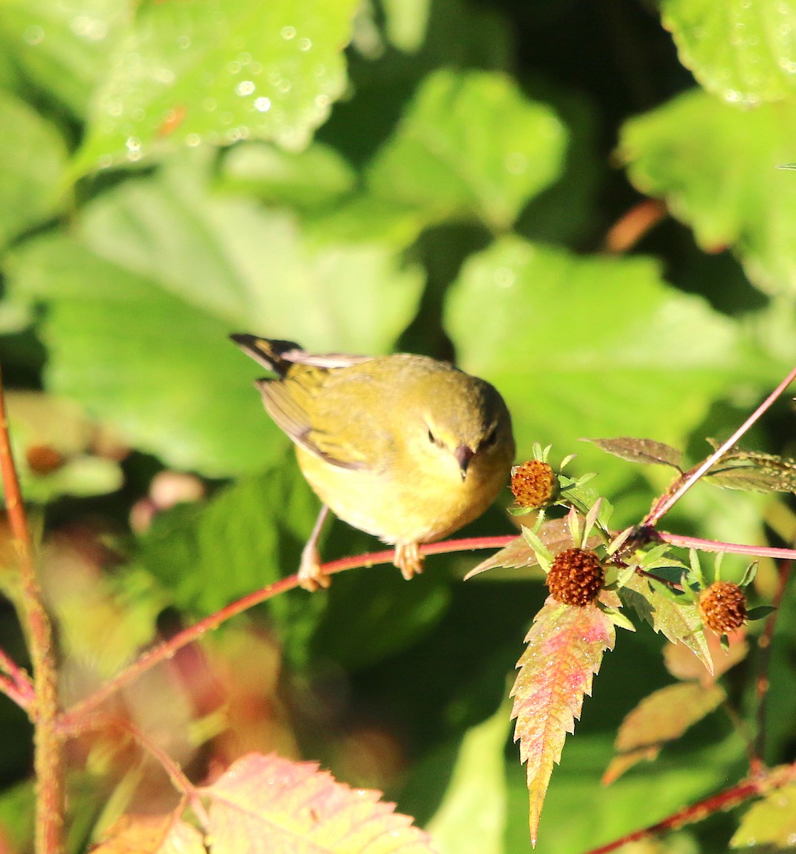 Tennessee Warbler - ML181549351