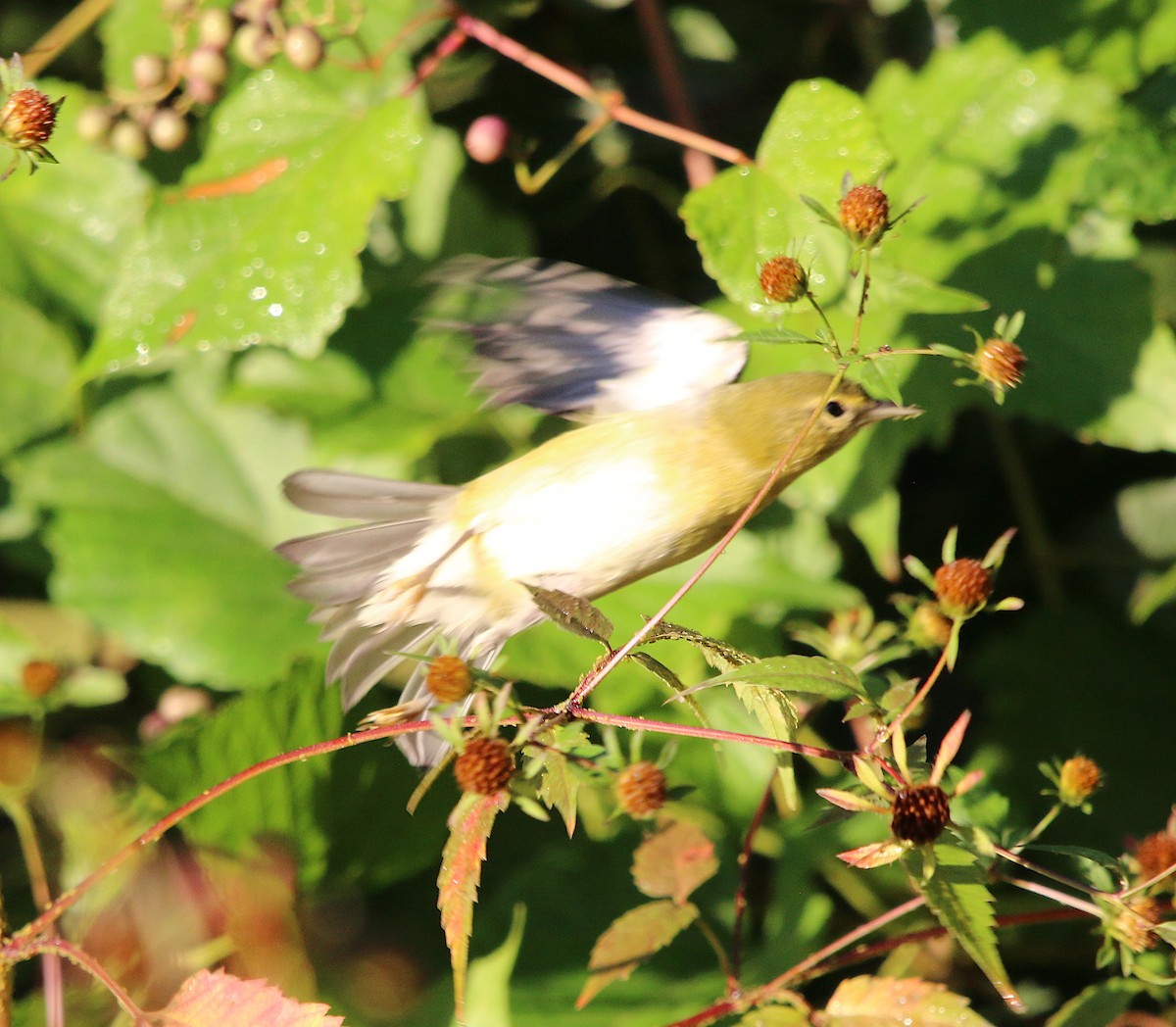 Tennessee Warbler - ML181549381