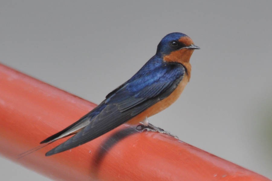 Barn Swallow - ML181549451