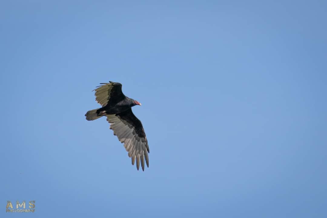 Turkey Vulture - ML181551811