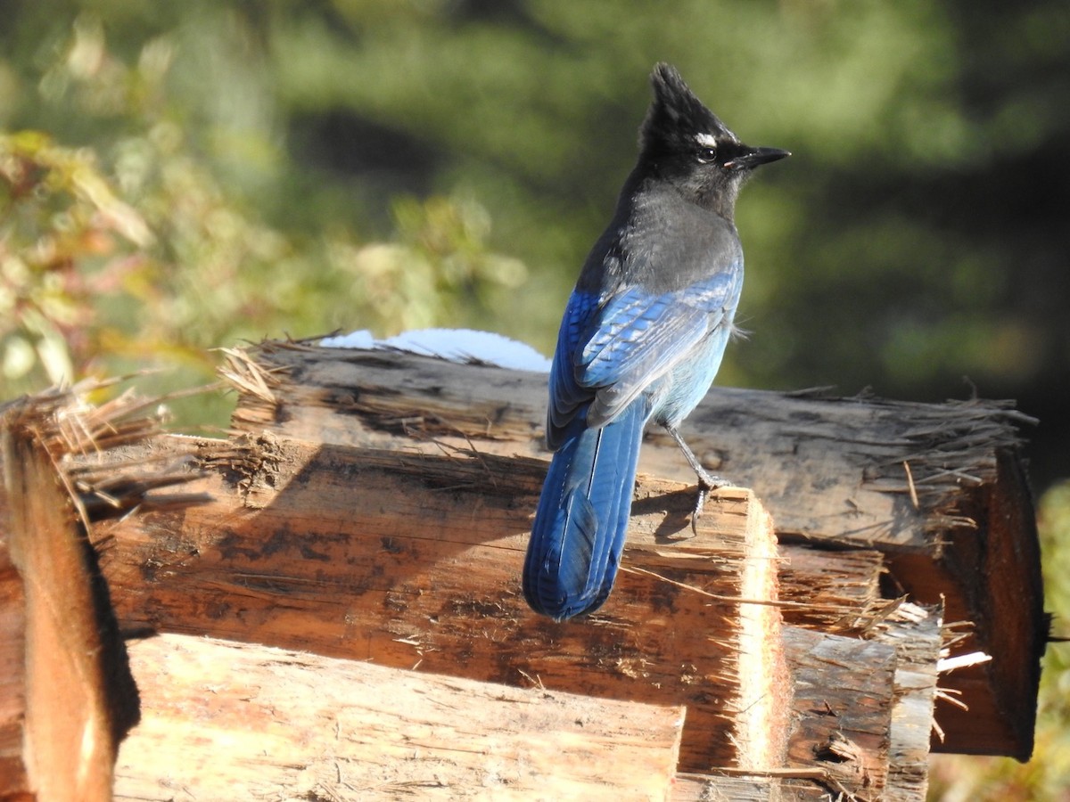 Steller's Jay - ML181551911