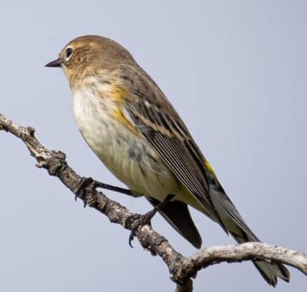 Yellow-rumped Warbler - Katie Suek