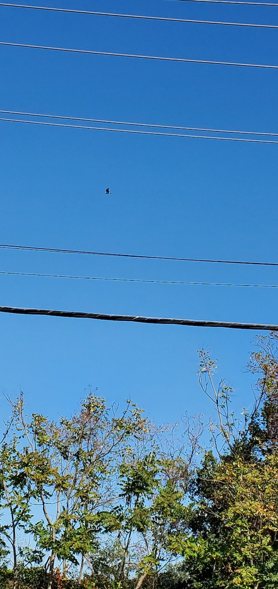 魚鷹 - ML181552471