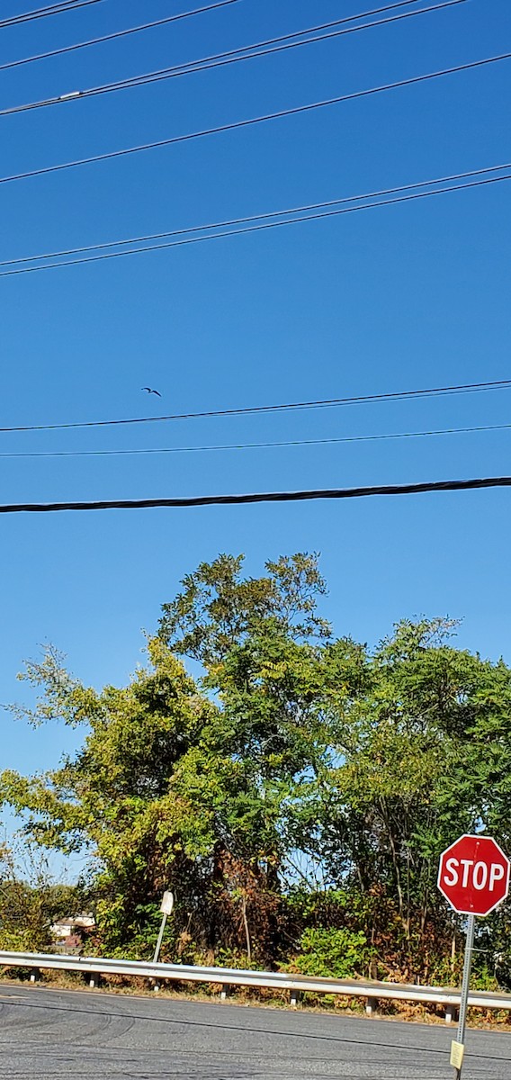 魚鷹 - ML181552481