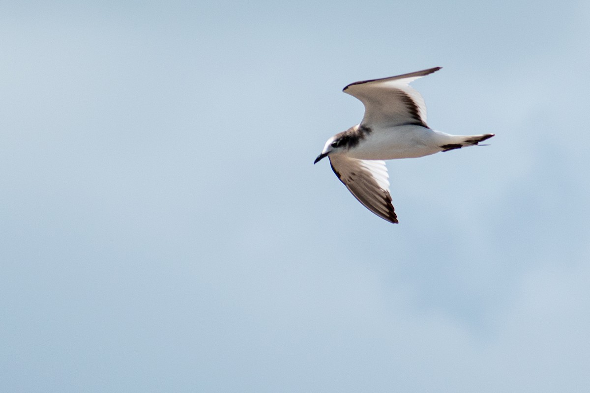 Sabine's Gull - ML181552821