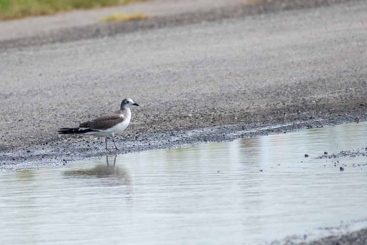 Gaviota de Sabine - ML181552831