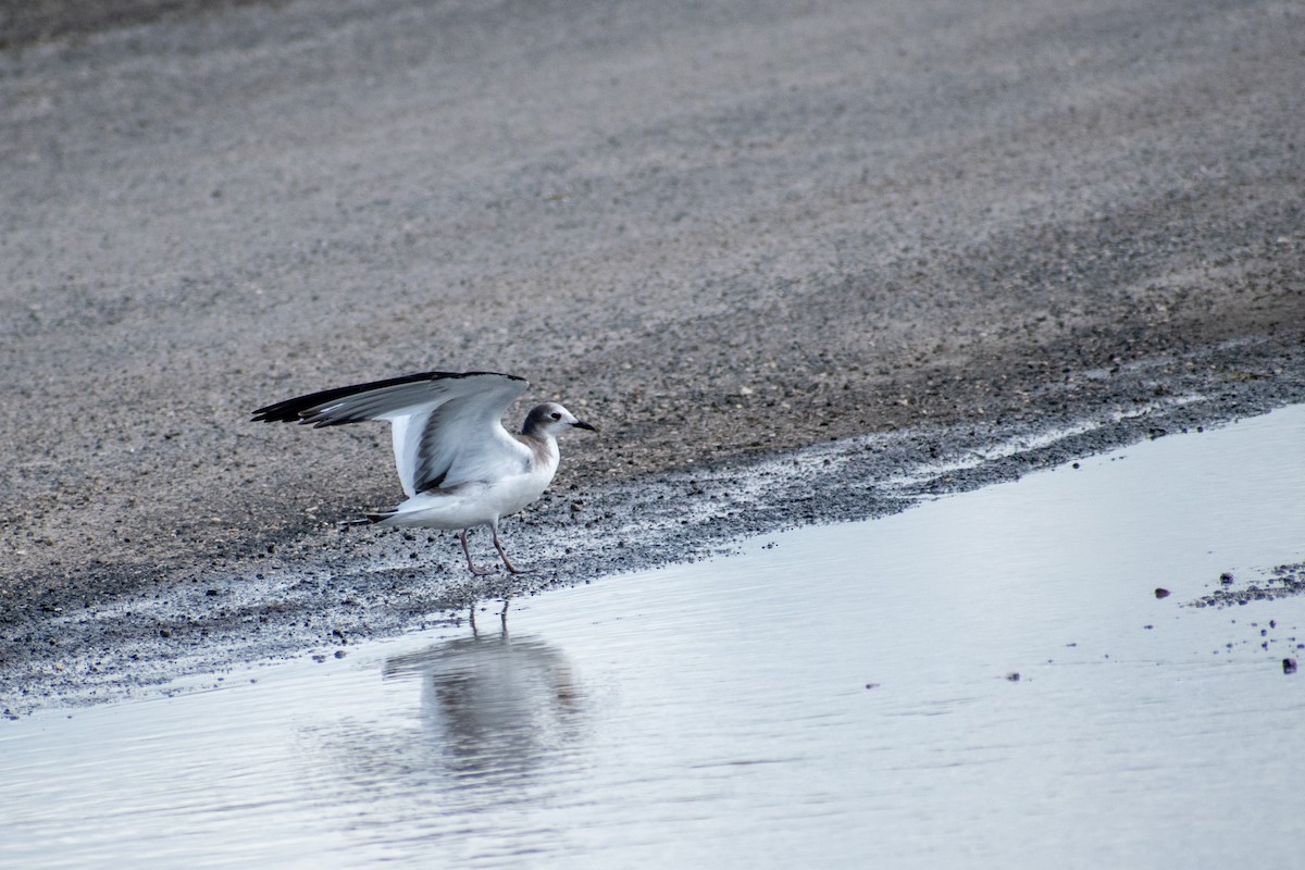 Sabine's Gull - ML181552861