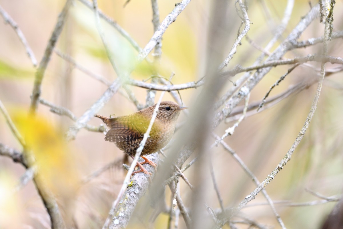 Eurasian Wren - ML181552991