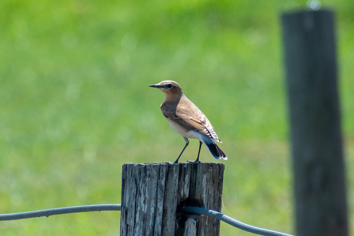 Northern Wheatear - ML181553091