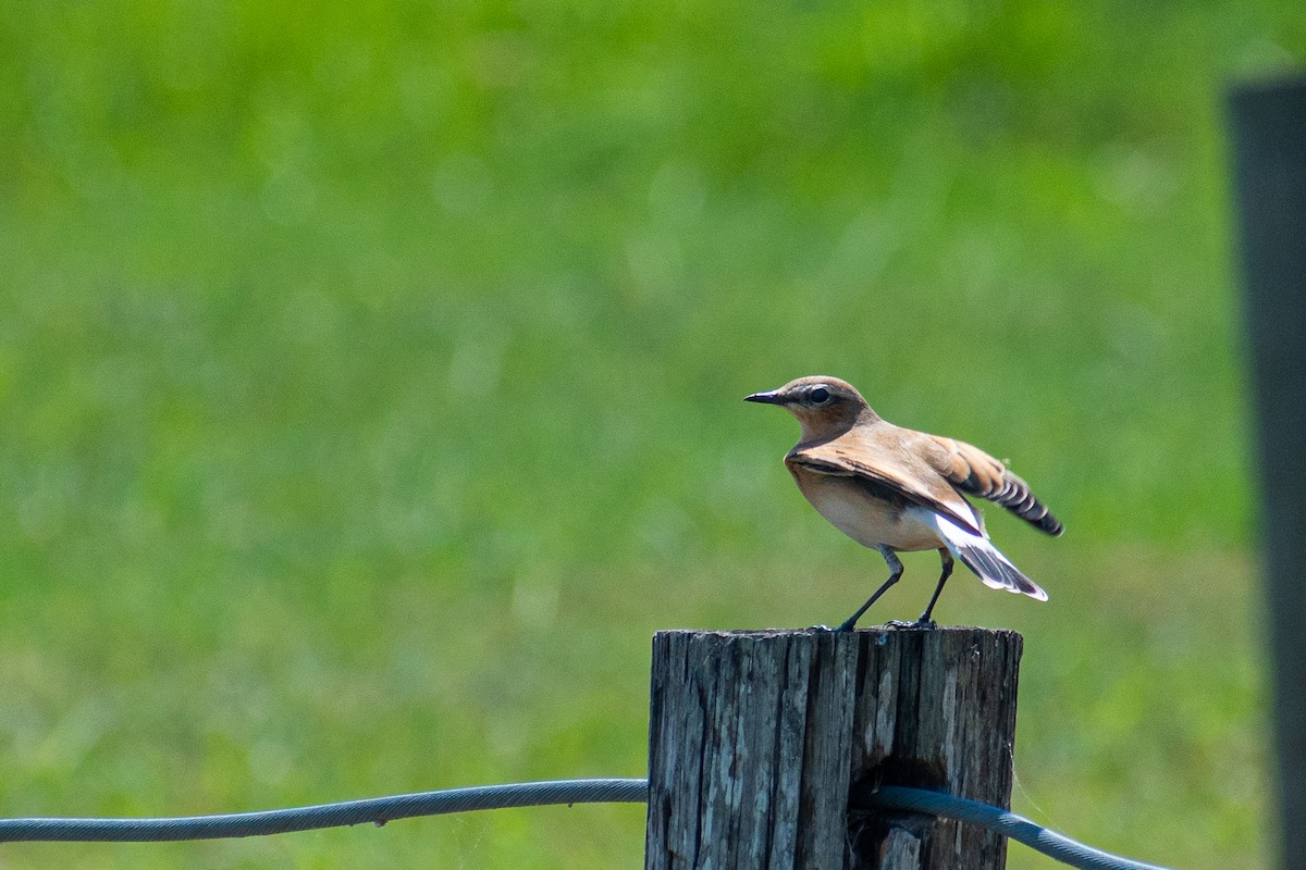 Northern Wheatear - ML181553121