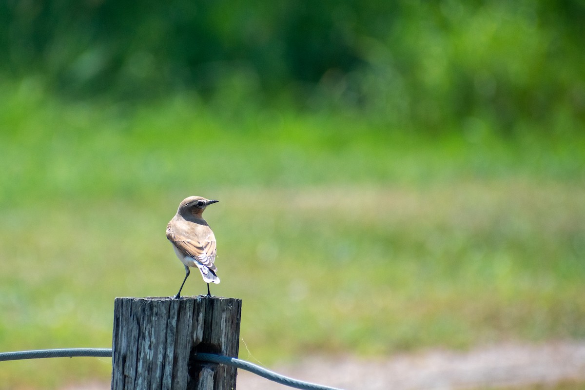 Northern Wheatear - ML181553131