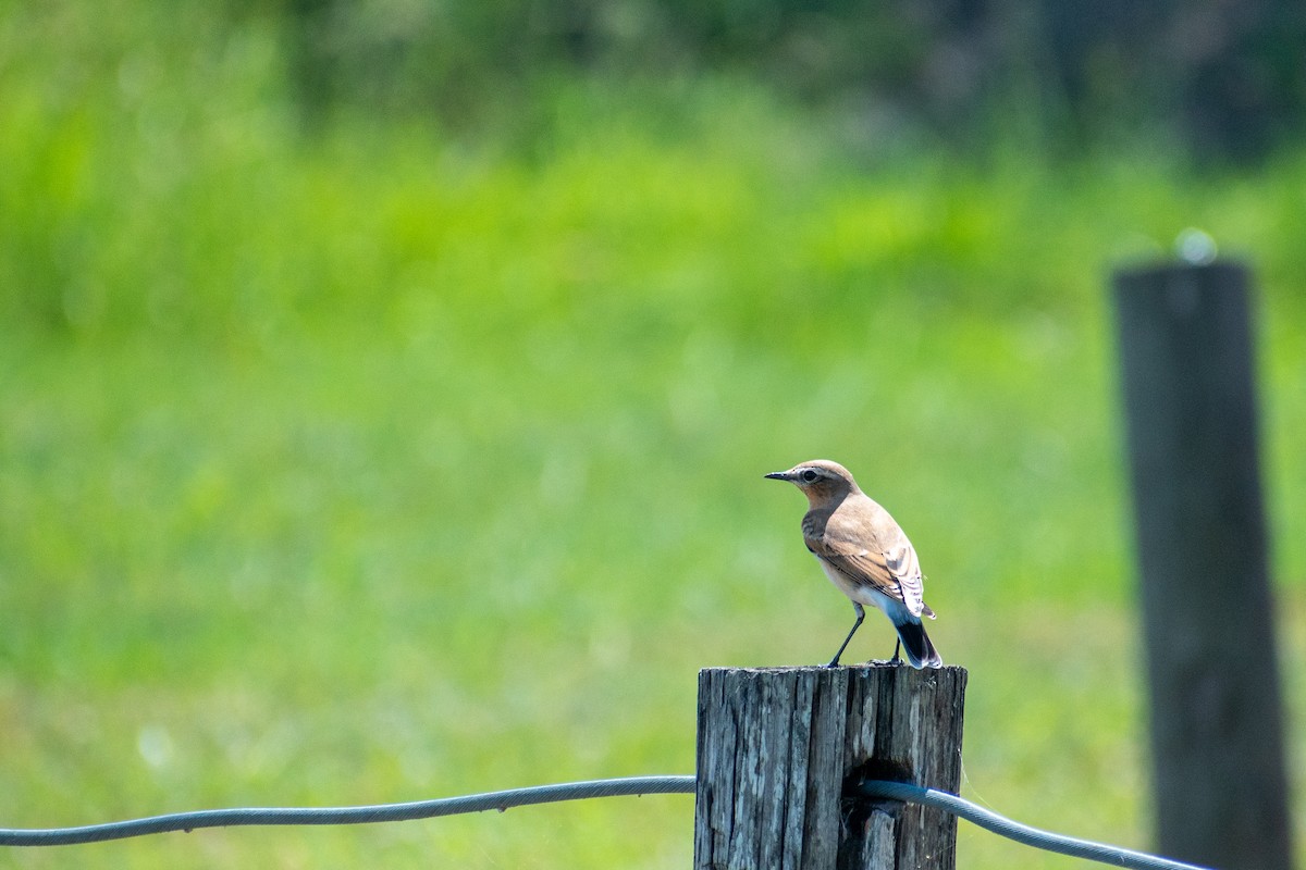 Northern Wheatear - ML181553141