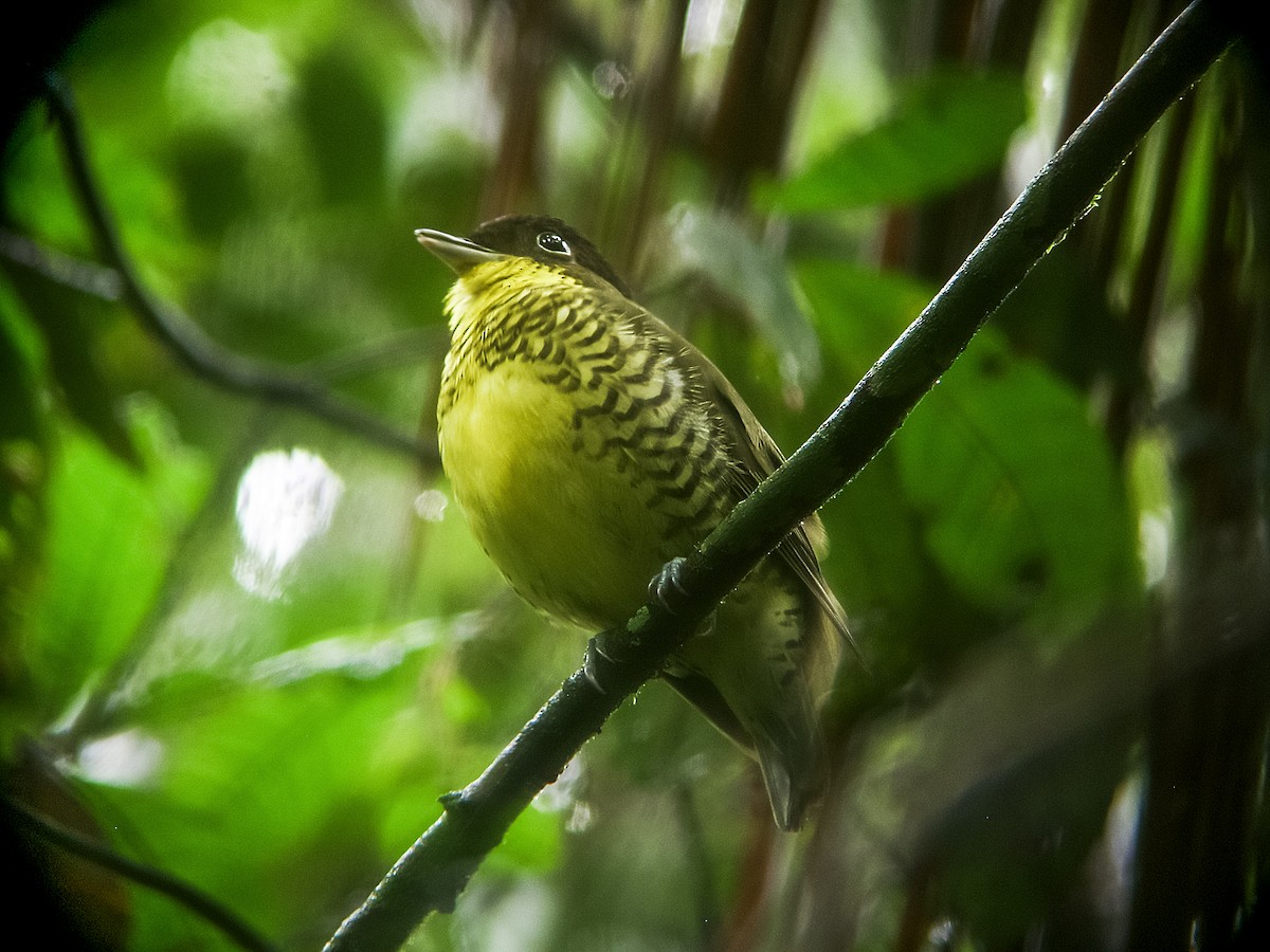 Brazilian Laniisoma - Nick Athanas