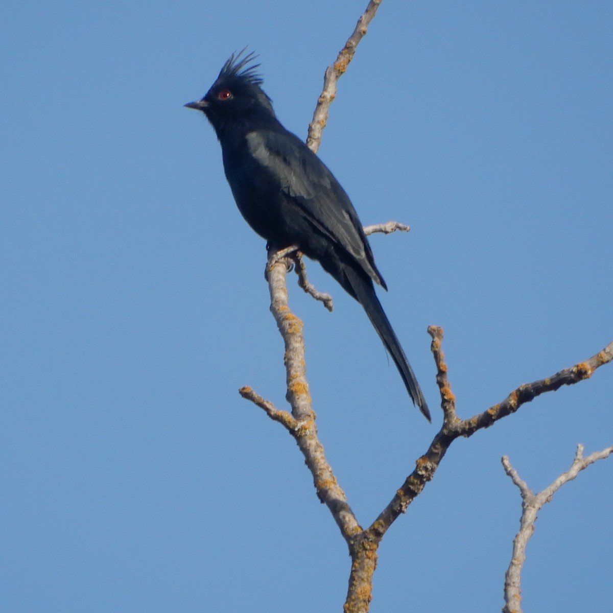 Phainopepla - Mark Martucci