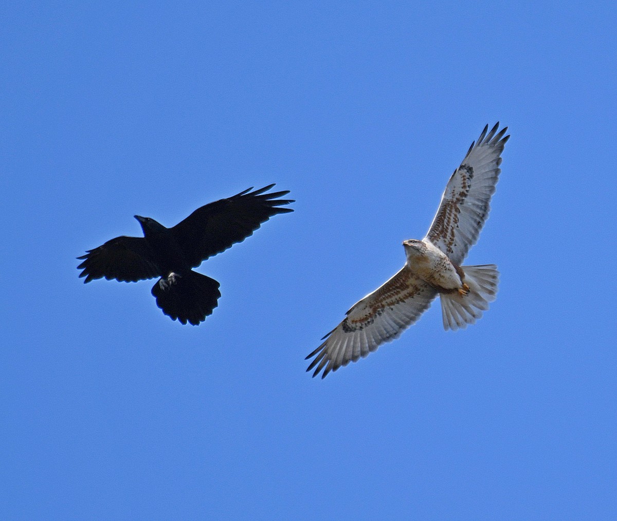 Ferruginous Hawk - ML181557161