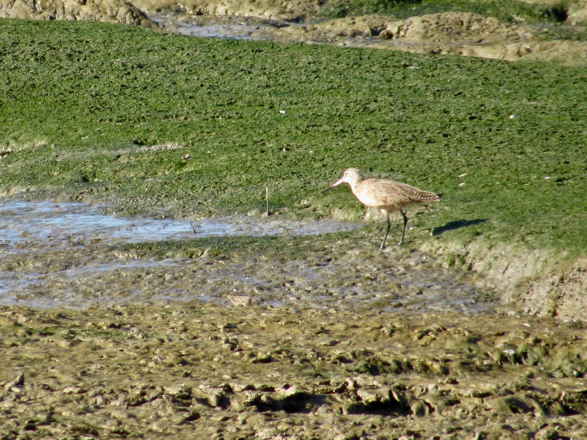 Marbled Godwit - scott baldinger