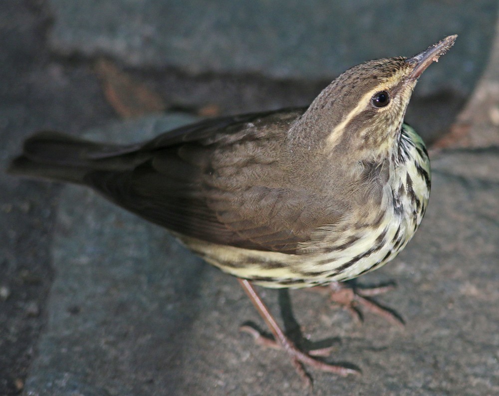 Northern Waterthrush - ML181559951