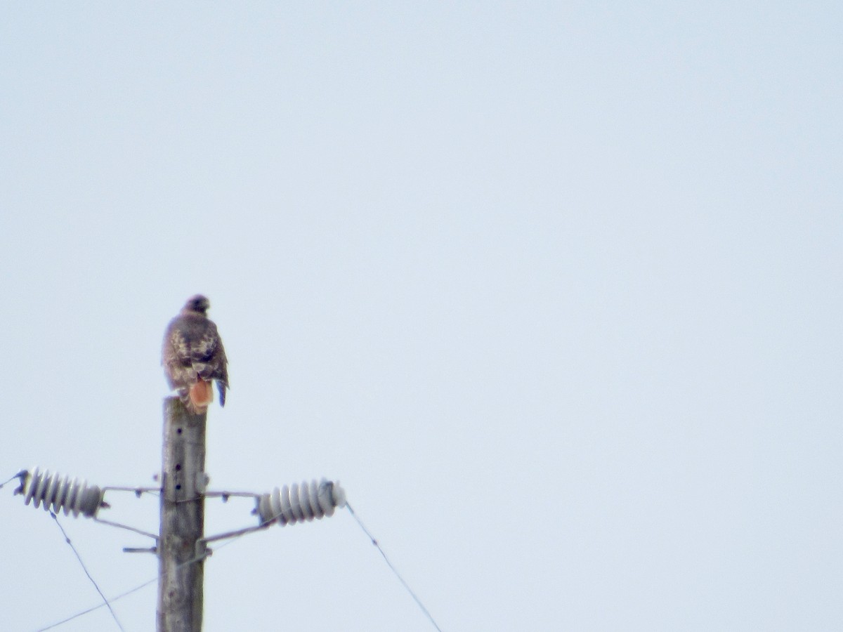 Red-tailed Hawk - ML181562741