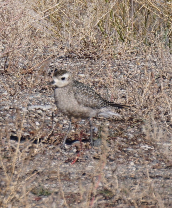 American Golden-Plover - ML181562821