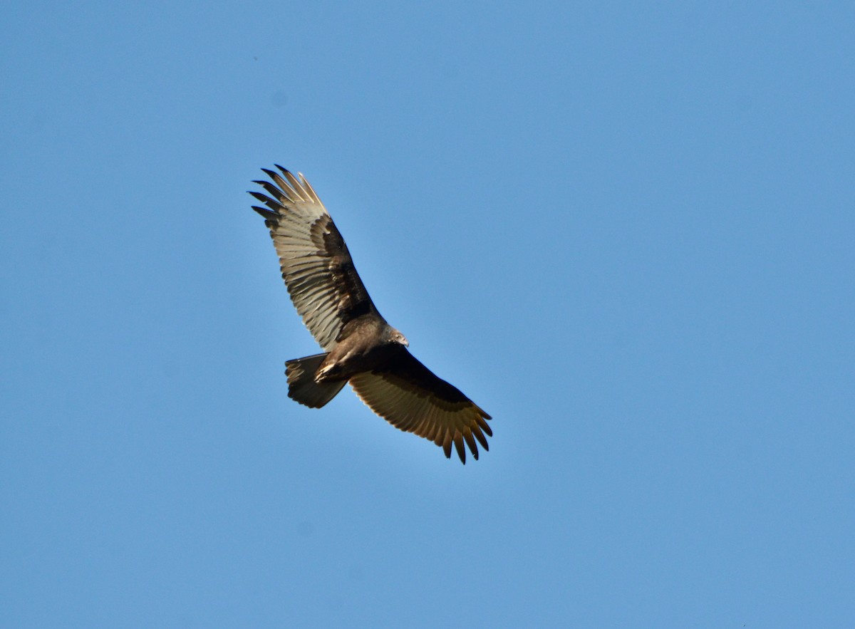 Turkey Vulture - ML181563211