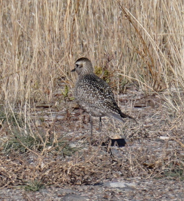 American Golden-Plover - ML181563301