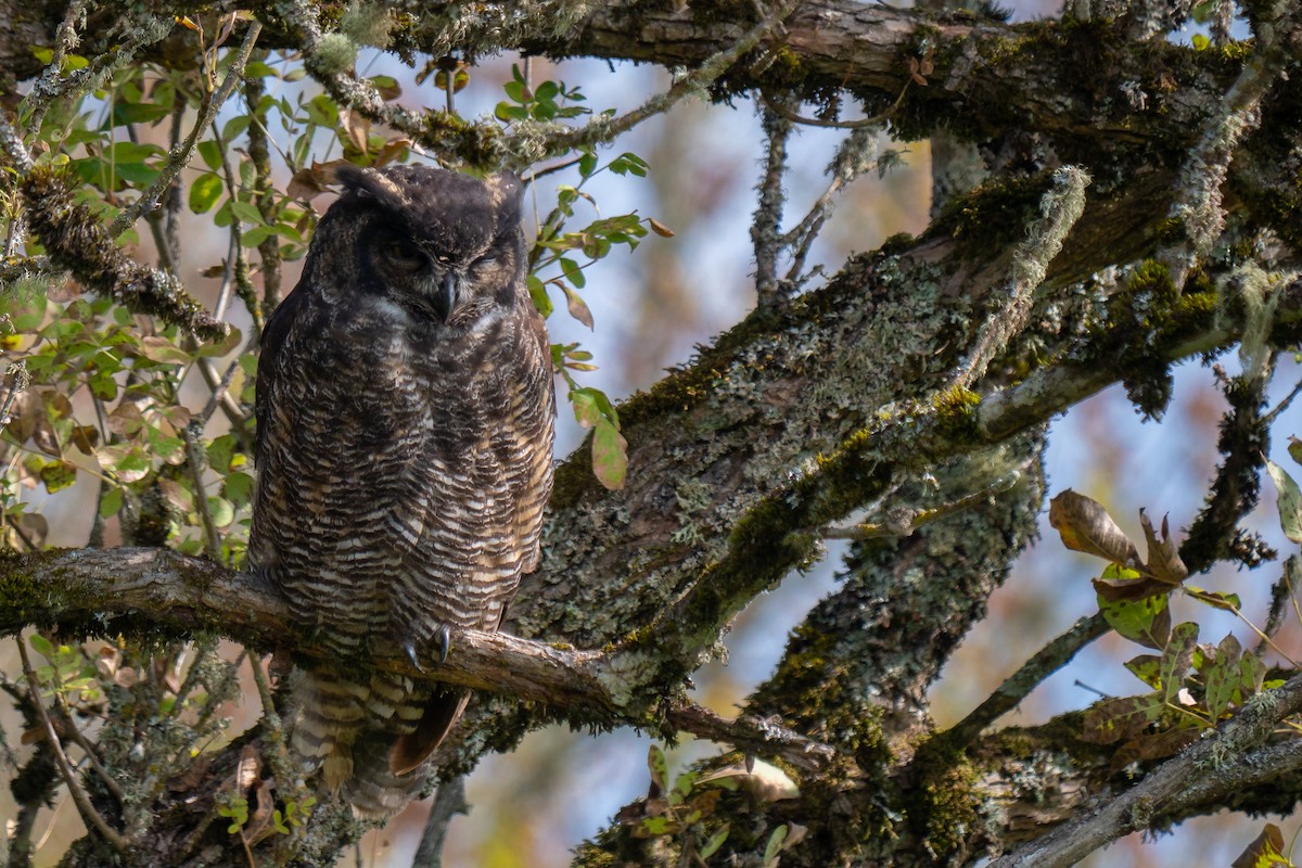 Great Horned Owl - Grace Oliver