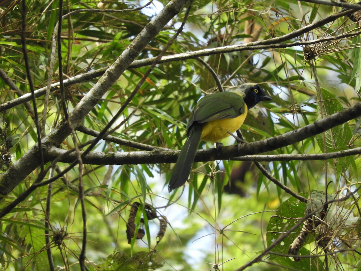 Green Jay - ML181565591