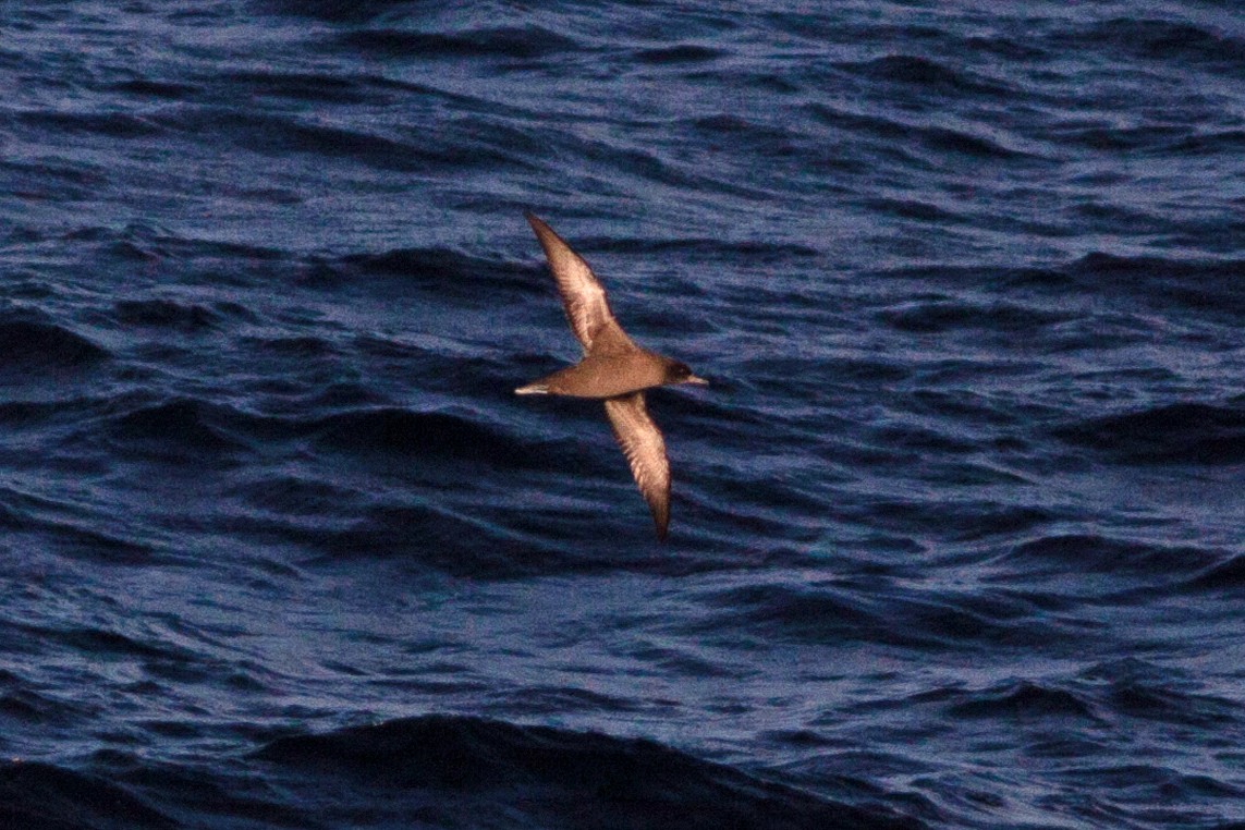 Sooty/Short-tailed Shearwater - Bunkie Mangum