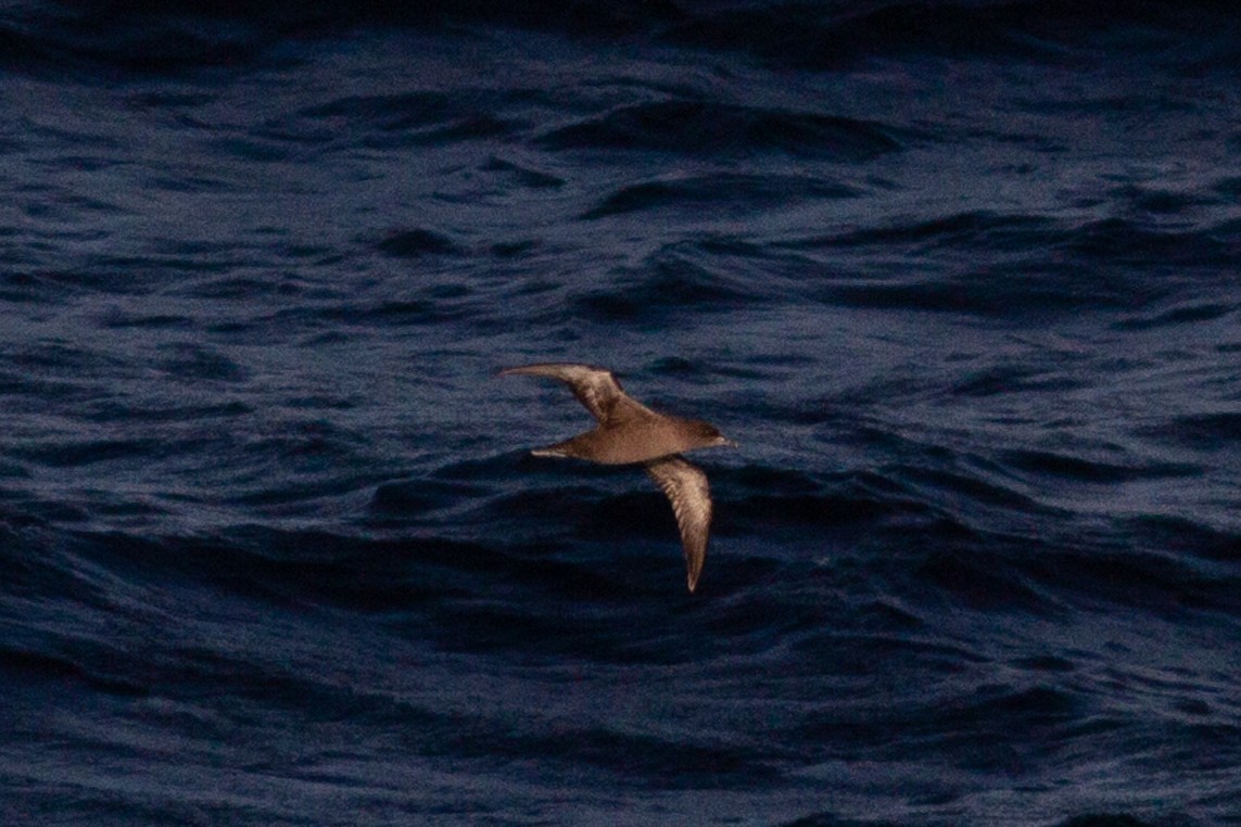 Sooty/Short-tailed Shearwater - Bunkie Mangum