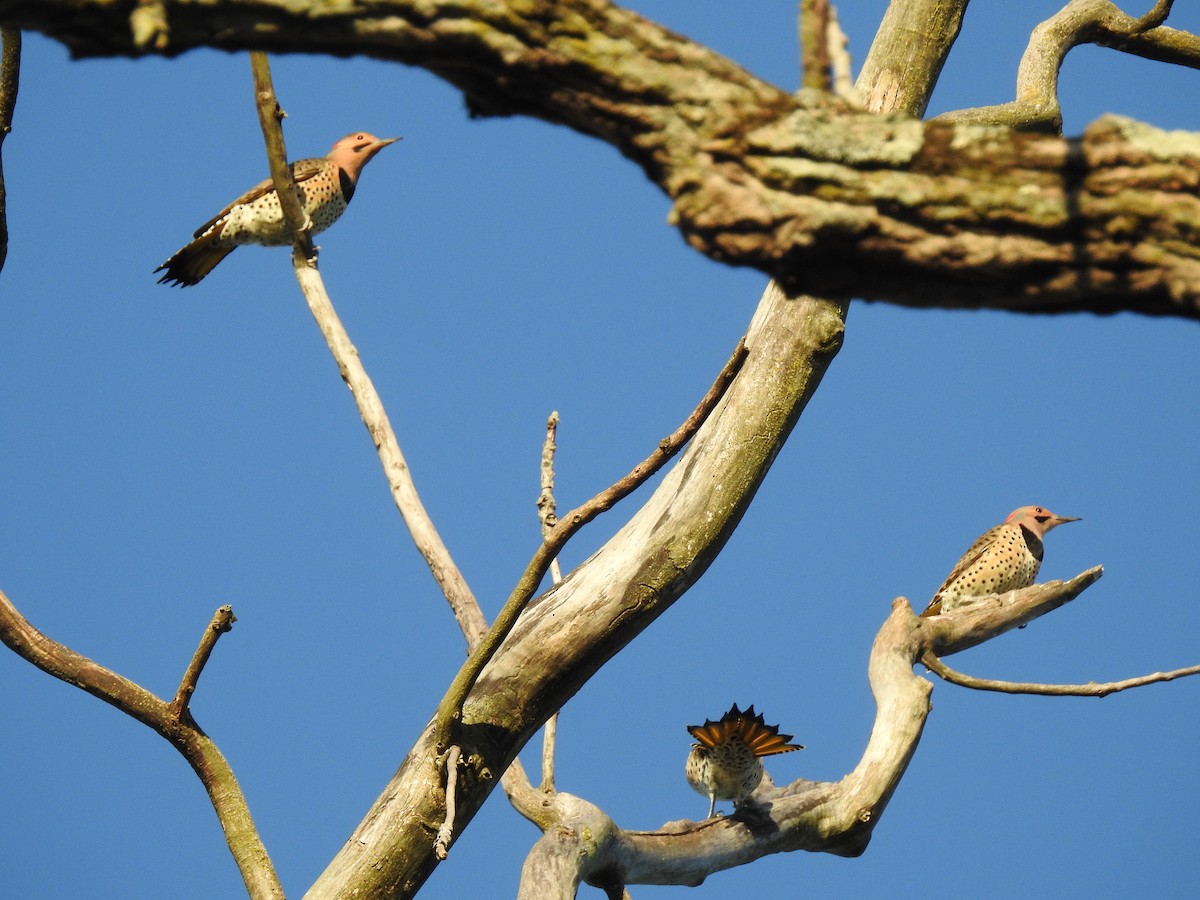 Northern Flicker - ML181566581